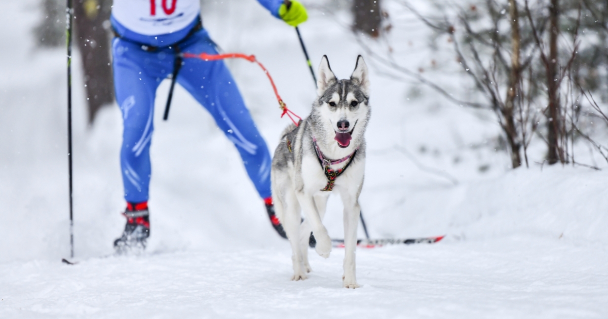 Skijoring Skijoring